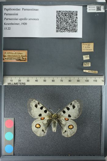 Media type: image;   Entomology 175439